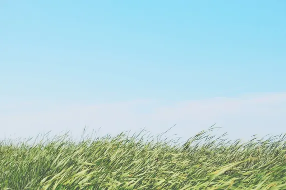 Казино Тед Бинго Поддръжка